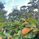 食欲の秋 食欲の秋