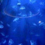 高齢者の防災
